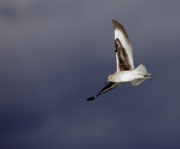 Willet (Tringa semipalmata) photo