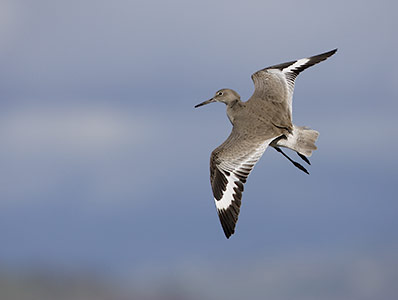 Willet (Tringa semipalmata) photo image