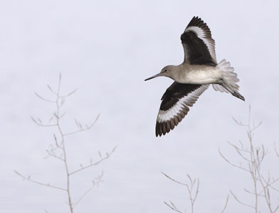 Willet (Tringa semipalmata) photo image