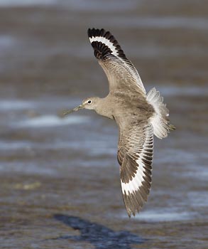 Willet (Tringa semipalmata) photo image