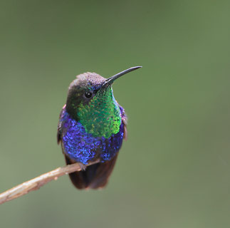 Violet-crowned Woodnymph (Thalurania colombica) photo image