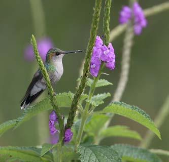 Violet-crowned Woodnymph (Thalurania colombica) photo image