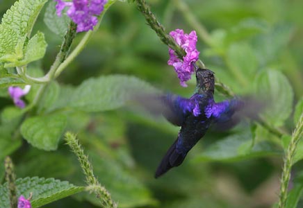 Violet-crowned Woodnymph (Thalurania colombica) photo image