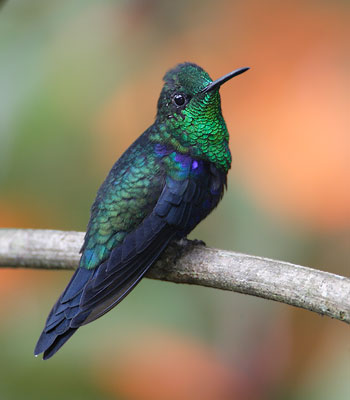 Green-crowned Woodnymph (Thalurania fannyi) photo image