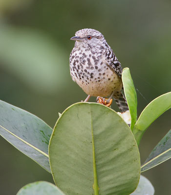 Band-backed Wren (Campylorhynchus zonatus) photo image