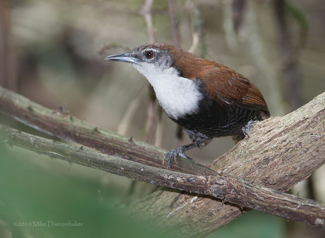 Black-bellied Wren (Pheugopedius fasciatoventris) photo image