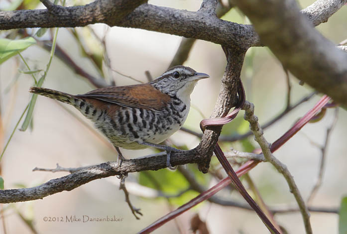 Banded Wren (Thryophilus pleurostictus) photo image