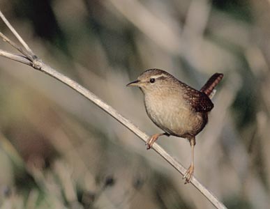 Eurasian Wren (Troglodytes troglodytes) photo image