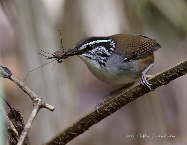Gray-breasted Wood Wren (Henicorhina leucophrys) photo image