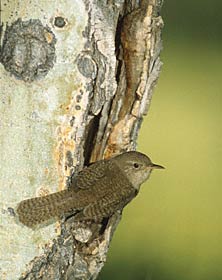 House Wren (Troglodytes aedon) photo image