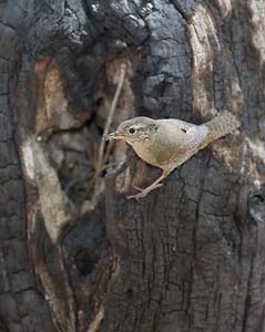 House Wren (Troglodytes aedon) photo image