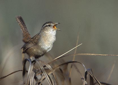 Marsh Wren (Cistothorus palustris) photo image