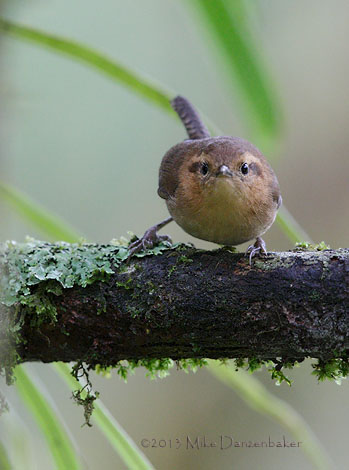 Mountain Wren (Troglodytes solstitialis) photo
