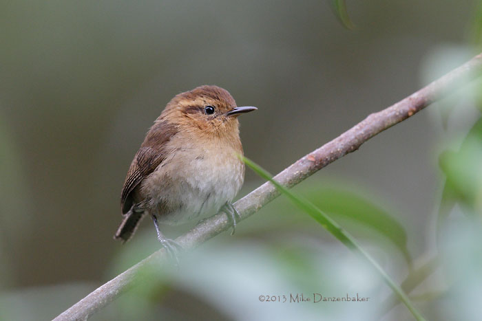 Mountain Wren (Troglodytes solstitialis) photo
