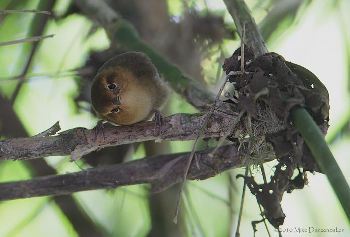 Ochraceous Wren (Troglodytes ochraceus) photo image