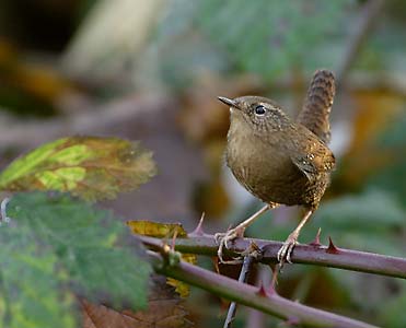 Pacific Wren (Troglodytes pacificus) photo image