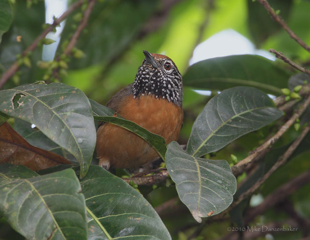 Rufous-breasted Wren (Thryothorus rutilus) photo