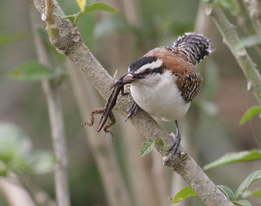 Rufous-backed Wren (Campylorhynchus capistratus) photo image