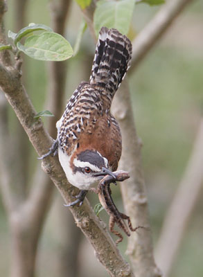 Rufous-backed Wren (Campylorhynchus capistratus) photo image