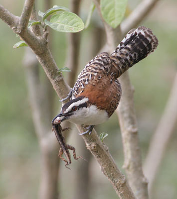 Rufous-backed Wren (Campylorhynchus capistratus) photo