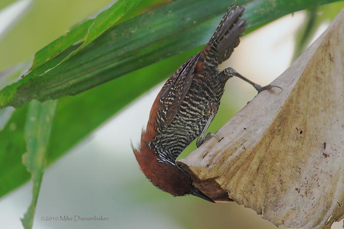 Riverside Wren (Thryothorus semibadius) photo