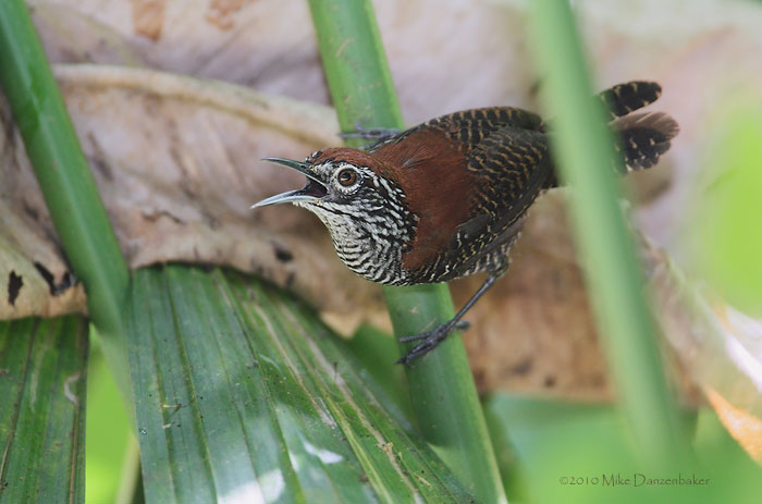 Riverside Wren (Thryothorus semibadius) photo
