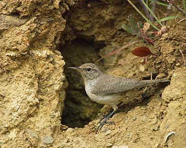 Rock Wren (Salpinctes obsoletus) photo image