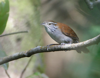 Rufous-and-white Wren (Thryophilus rufalbus) photo image