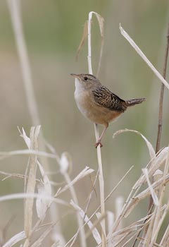 Sedge Wren (Cistothorus platensis) photo image
