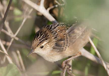 Sedge Wren (Cistothorus platensis) photo image