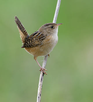 Sedge Wren (Cistothorus platensis) photo image