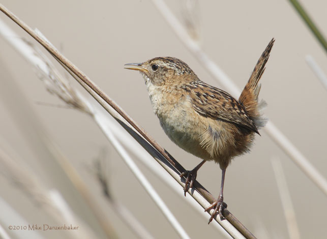 Sedge Wren (Cistothorus platensis) photo image