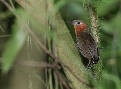 Song Wren (Cyphorhinus phaeocephalus) photo image