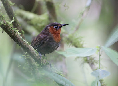 Song Wren (Cyphorhinus phaeocephalus) photo