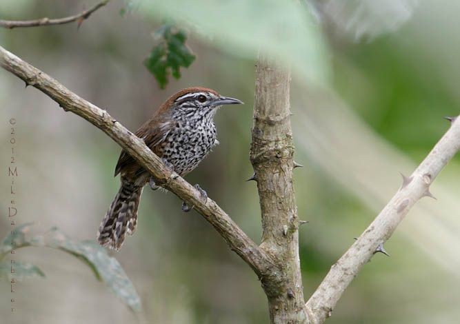 Spot-breasted Wren (Pheugopedius maculipectus) photo