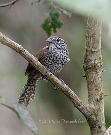 Spot-breasted Wren (Pheugopedius maculipectus) photo