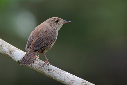 Tropical House Wren (Troglodytes aedon musculus) photo image