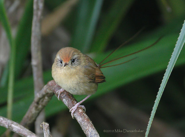 Des Murs's Wiretail (Sylviorthorhynchus desmursii) photo image