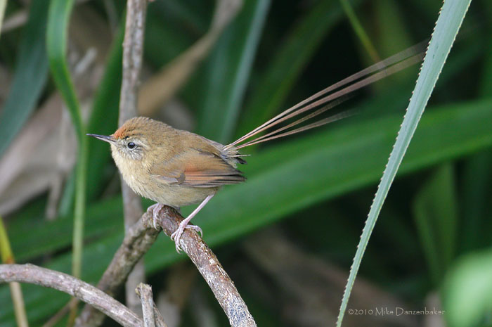 Des Murs's Wiretail (Sylviorthorhynchus desmursii) photo image