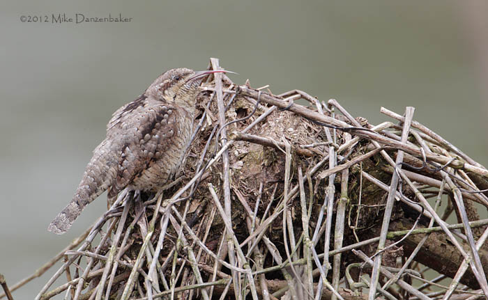 Eurasian Wryneck (Jynx torquilla) photo image