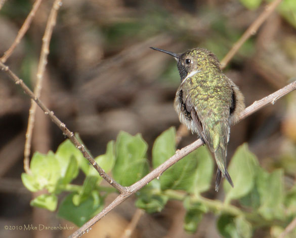 Chilean Woodstar (Eulidia yarrellii) photo image