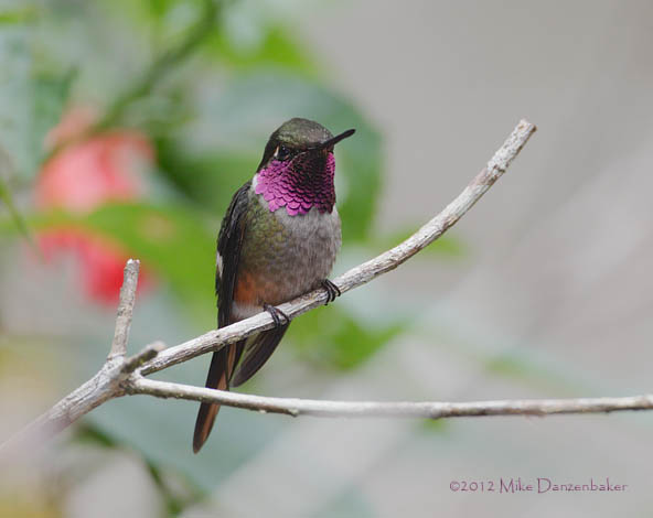 Magenta-throated Woodstar (Calliphlox bryantae) photo image