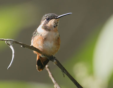 Purple-throated Woodstar (Calliphlox mitchellii) photo image