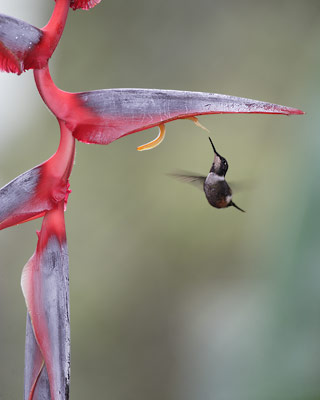 Purple-throated Woodstar (Calliphlox mitchellii) photo image