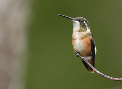 White-bellied Woodstar (Chaetocercus mulsant) photo image