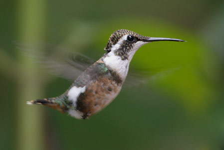 White-bellied Woodstar (Chaetocercus mulsant) photo image