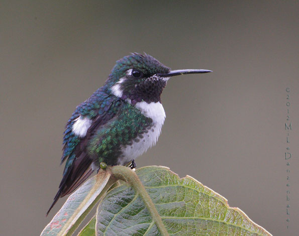 White-bellied Woodstar (Chaetocercus mulsant) photo