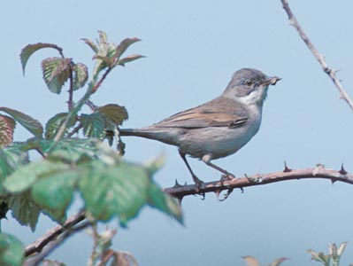 Common Whitethroat (Sylvia communis) photo image