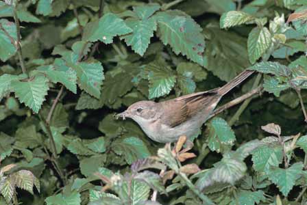 Common Whitethroat (Sylvia communis) photo image