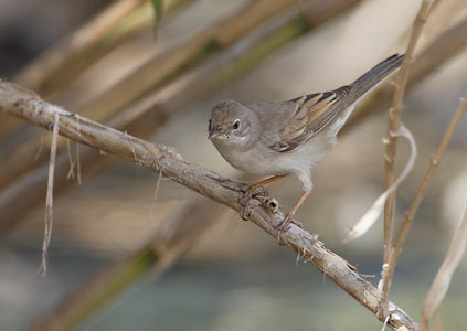 Common Whitethroat (Sylvia communis) photo image